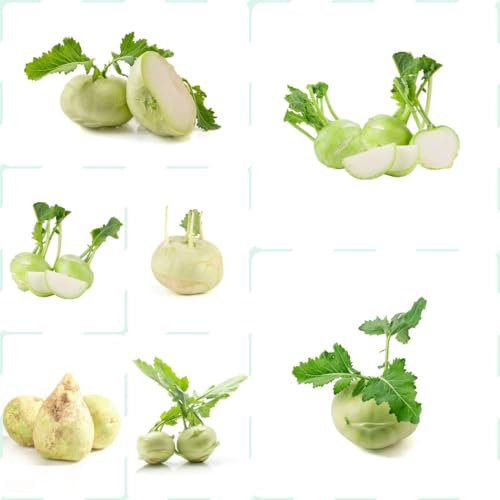 300 pcs kohlrabi samen früh - Brassica oleracea - garten geschenke, balkon pflanzen kohlrabi superschmelz samen samen geschenk, bodendecker alte gemüsesorten samen, kräutergarten bio