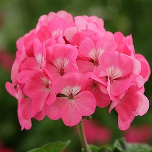 Semillas Geranio Pelargonium Zonal Sobre Semillas Flores Mix Color