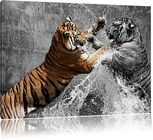Pixxprint prachtvolle Tiger kämpfen B&W, Größe: 100x70cm, Leinwandbild, fertig gespannt, Wandbild, Dekoration, Kunstdruck, kein Poster