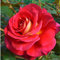 Edelrose Copacabana in rot mit cremegelb - Duftrose winterhart - Rosen-Blüte in rot mit cremegelb - Rose mittelstark duftend als wurzelnackte Rose in A-Qualität von Garten Schlüter - Pflanzen in Top Q