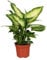 Dieffenbachia Camilla - Giftaron - Zimmerpflanze - Ø12cm - ↑35cm