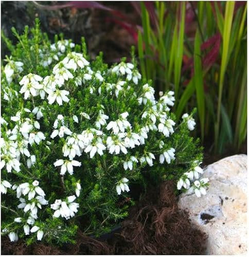 GrowOn Shrubs Bell Heather Erica Cinerea 'Alba Minor' | Evergreen Shrub | Outdoor Garden Ready Plant | Summer and Autumn Flowering | White Flowers