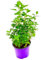 Zitronen-Minze (Mentha x gentilis var. Citrata) 2er Set