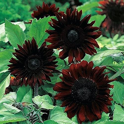 Genipap 50 piezas de semillas de dalia negra