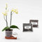 greevi Orchideenheld inklusive Pflanzgranulat und Orchideensubstrat | Selbstbewässernder Pflanztopf für Orchideen | Made in Germany | Kunststoff (lachsrot)