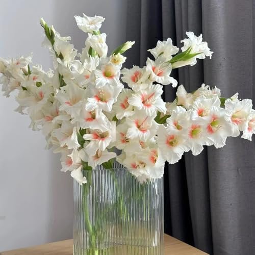 gladiolen zwiebeln winterhart mehrjährig - gartenblumen blumenzwiebel blumen pflanzen für draußen winterhart dekoration wohnzimmer plant frühlingsblüher zwiebeln blumenzwiebeln 5pcs