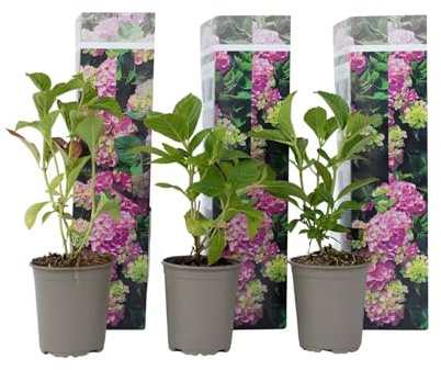 3 Pflanzen im Set Bauernhortensie Hydrangea Early Pink – Rosa Gartenhortensie, winterhart, blühende Zierpflanze im Topf, ideal für Garten & Terrasse, pflegeleicht, langlebig