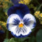 35 Pensamiento azul Semillas de flores Joker/anuales