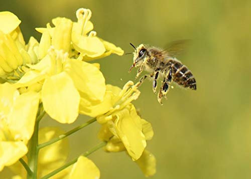 750 Graines de Colza - plante légume engrais vert - semences paysannes reproductibles - SemiSauvage