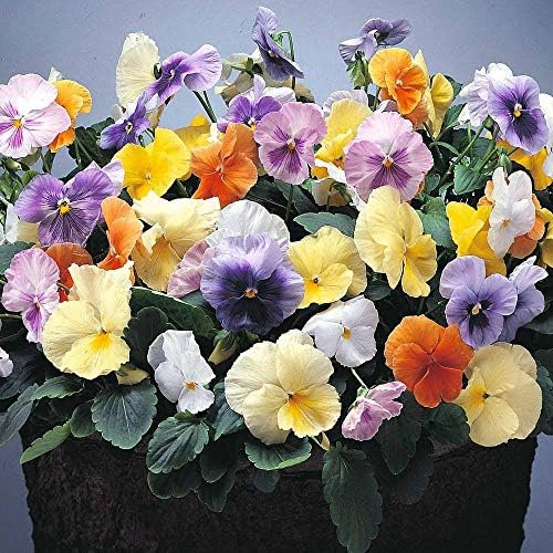 Pansy Plants, Pansy 'Watercolours', 20 x Full Plant Pack, Winter Bedding Plants, Winter Pansies, Garden Flowers, Flowering, Garden Ready and Ready to Plant, Premium Quality Flowers
