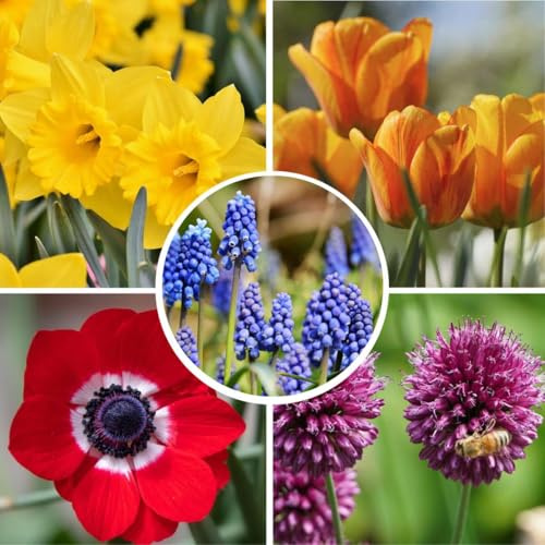 Plant in a Box - Bulb Garden Colorato - Bulbi x250 - Miscela Allegra di Bulbi da Fiore - Tulipano - Anemone - Allium - Muscari