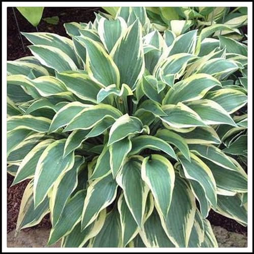 Hosta pflanze winterhart,Hosta-Knollen,Hosta Wurzel winterharte Stauden, dekorativ für den Garten, gedeihen gut in Töpfen-15zwiebeln-F