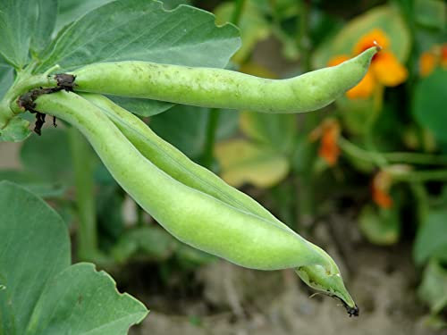Just Seed - Vegetable - Broad Bean - Aquadulce - 60 Seeds - Economy Pack