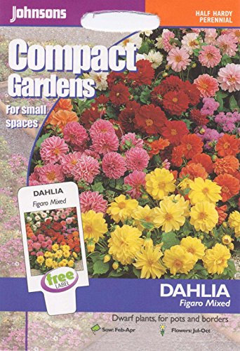 Johnsons Seeds - Pictorial Pack - Flower - Dahlia Figaro Mixed - 40 Seeds