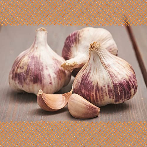 FLORTUS Winterpflanzknoblauch Germidour | 500 g | Steckzwiebelgröße 40-50 mm | Pflanzknoblauch für den Anbau von frischem und mild gewürztem Knoblauch | Ideal für Container und Hochbeet Anbau