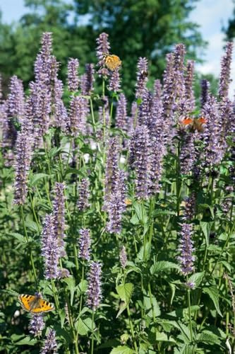 Agastache rugosa 'Black Adder' 11x11 cm Topf – Winterhart, Mehrjährig, Pflegeleicht – Duftnessel – Beetstaude für Garten & Rabatte