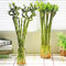 Samen GlüCksbambus Bambus Pflanze Hydrokultur Pflanzen Winterhart Lucky Bamboo Bambuspflanze Calathea Pflanze Bonsai Baum Zimmerpflanzen GrüNpflanzen Garten BüRopflanzen 50stüCk