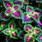 SANWOOD Semillas de Coleus de hierba de color para la plantación de jardines caseros, hierba de color Coleus Semillas Bonsái maceta perenne planta jardín hogar decoración 3#