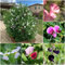 250 semillas de plantas de guisante de olor Guisantes de olor Lathyrus odoratus - serie de plantas raras - mezcla de semillas de flores plantas de jardín semillas de flores