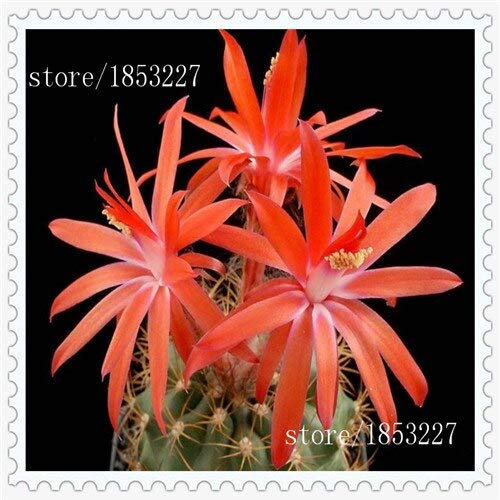 5: Big Promotion Sale!10 Samen/Pack Kaktus Rebutia Vielzahl Blühende Farbe Kakteen Seltene Kaktussamen Büro Mini Pflanze Sukkulenten