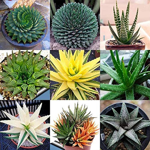 Aloe Vera Samen Zum Pflanzen Fleischfressende Winterharte Balkonpflanzen Mix Pflanze Sukkulenten Topf Succulent Plants Exotische Steingartenpflanzen Winterhart KräUterpflanzen 50Stück