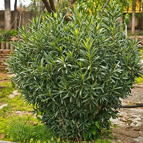 Árbol De Laurel (Laurus Nobilis), Plantas De Balcón Resistentes, Plantas De Cobertura, Semillas De Plantas De Árboles De Laurel, Jardín De Hierbas, Arbustos De Hoja Perenne Resistentes - 50 Pieza