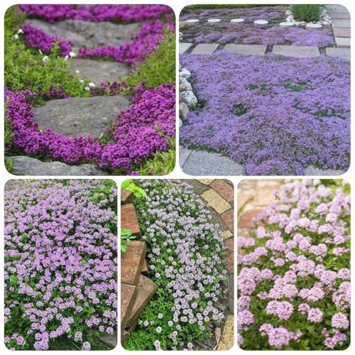 1000 pz Timo Serpillo - Semi di prato fiorito perenne resistente Semi di timo strisciante - Semi di erbe medicinali, letto da balcone Erbe aromatiche da giardino per la copertura del
