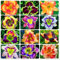 Taglilien zwiebeln,winterhart pflanze,taglilien winterhart mehrjährig pflanze,hemerocallis pflanzen,Taglilien,taglilien rhizome,taglilien zwiebeln winterhart,Hemerocallis Knollen.-15zwiebeln-A