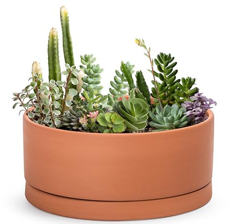 D'vine Dev 12 Inch Succulent Terracotta Shallow Pot with Drainage Hole and Saucer, Round Cylinder Planter Pot for Plant Flower, 40-Y-C-0