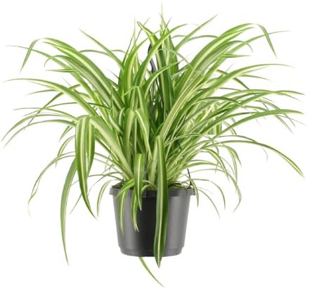 Chlorophytum Comosum Variegatum - 30cm - Ø17cm - Plante d'intérieur - Vert persistant