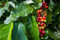Coffea arabica Samen, Arabica Kaffee 5 Samen