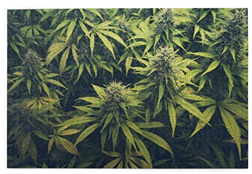 Puzzle 1000 Teile,Jigsaw Puzzle für Erwachsene Kinder,Grüne Unkraut Cannabis Knospe Marihuana Pflanzen Marihuana Sativa Hanf,Puzzle Erwachsene anspruchsvoll,Geschicklichkeitsspiel für die Familie