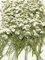100 pcs White Baby's Breath Gypsophila Real Natural Dried Pressed Flowers for Resin Art Craft DIY Candle Making Wedding Invitation Card Home Party Décor