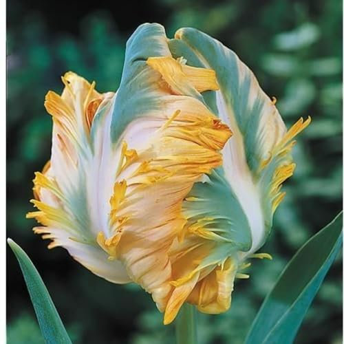 Tulpenzwiebeln Winterhart Mehrjährig - Holländische Premium-Zwiebeln für Beet, Kübel & Rabatten - Schwarz & Rot - Einfache Pflege für Anfänger-3 zwiebeln-H