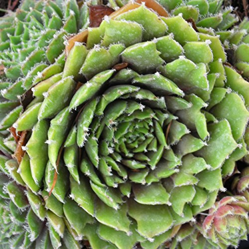 Blumixx Stauden Sempervivum Hybride 'Alpha' - Hauswurz, im 0,5 Liter Topf, rosa blühend