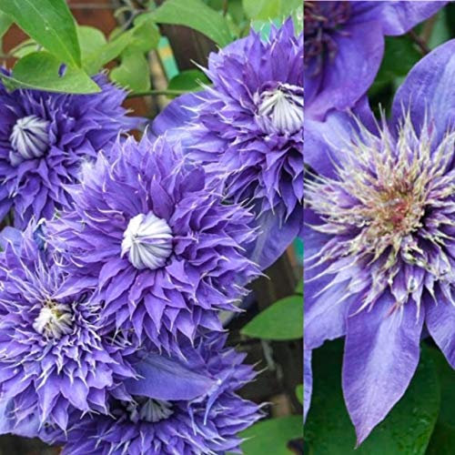 Clematis 'Multi Blue' x3 Plants in 9cm Pots - Hardy Flowering Plants for The Garden