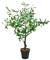 Topf für gefälschten Baum, 78,7 cm, künstlicher Olivenbaum, künstlicher Topfbaum, dekorativer Topfbaum, Innenbereich, Wohnzimmer, grüne Dekoration, künstliche Bäume für Heimdekoration, Innenräume (A)