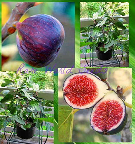 Portal Cool Nano Feigenbaum Ficus Carica 'Rouge de Bordeaux' interno o esterno! semi