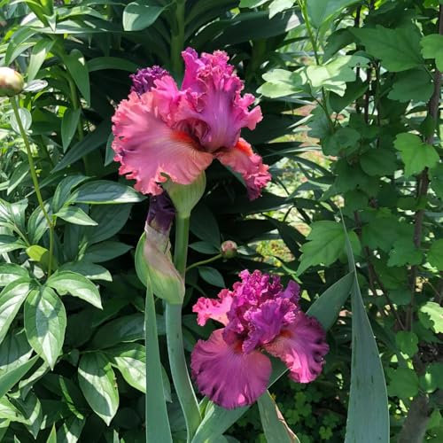 4 pz Bulbi di iris perenni resistenti, piante da giardino tuberi perenni resistenti Piante di iris, bulbi di iris, regali di bulbi da fiore piante d'appartamento che purificano l'aria