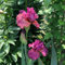 4 pz Bulbi di iris perenni resistenti, piante da giardino tuberi perenni resistenti Piante di iris, bulbi di iris, regali di bulbi da fiore piante d'appartamento che purificano l'aria