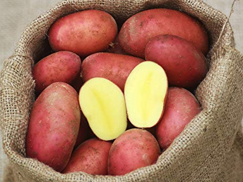 Laura Kartoffeln rot festkochend 5 kg Netz