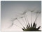 ARTland Wanddeko Wandbild Alu Verbundplatte für Innen & Outdoor Bild Natur Blumen Blüten Pusteblume Schirmchen Schwarz Weiß T5SQ