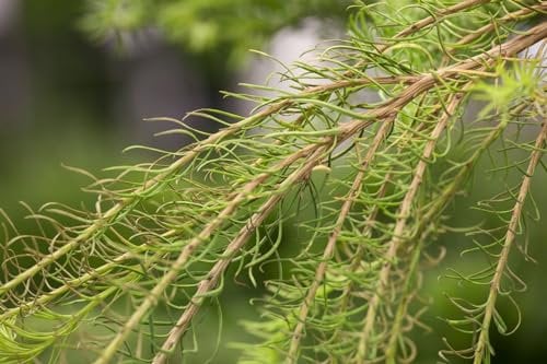 Larix decidua 'Puli' 80 cm Stammhöhe - Europäische Lärche, hängender Wuchs, ideal für Solitärstellung, winterhart, pflegeleicht