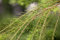 Larix decidua 'Puli' 80 cm Stammhöhe - Europäische Lärche, hängender Wuchs, ideal für Solitärstellung, winterhart, pflegeleicht