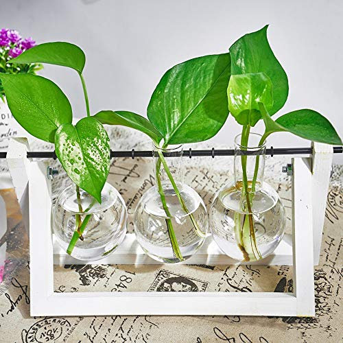 Hydroponische Vase Deko Holz Halter mit Hydroponik Glasvase Hängevase Blumenvase Tischvase Dekovase für Hydrokultur Pflanzen, Zuhause oder Büro Dekoration (Weiß, 3 Vasen)