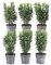 Plants by Frank - 1 Meter grüne Spindelstrauchhecke - Euonymus japonicus 'Green Spire' - Pflanzenset mit 6 winterharten Heckenpflanzen - Immergrüne Hecke - Lieferung direkt vom Baumschullieferanten