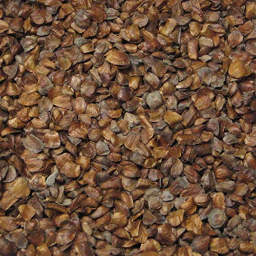 100 Monterey Cypress Bonsai Seed Pack Cupressus Macrocarpa : Seeds Only (Not live plants)