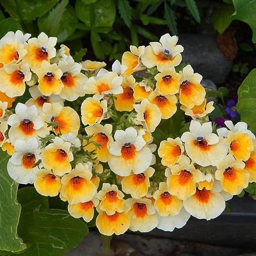 300 pcs elfenspiegel pflanze samen - büropflanzen,Nemesie bonsai topf kleines geschenk für frauen wildblumensamen mehrjährig winterhart nachhaltige geschenke für frauen blumensamen