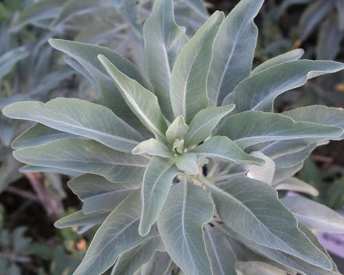 Nouvelles graines fraîches de sauge blanche 80 pièces