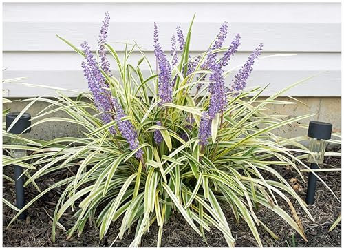 1 x Liriope muscari ‚Variegata' im 1 Liter Topf (Ziergras/Staude/Winterhart/Mehrjährig/Stauden/Immergrün) Bunte Lilientraube - Elegante Kontraste für schattige Gartenplätze - von Stauden Gänge